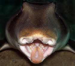 "Teeth" Port Jackson Shark at Shelly Beach Dive Site in S... by Ken Thongpila 